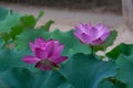 Ã¨ÂÂ·Ã¨Å Â±Ã¯Â¼ËÃ¥Â­Â¦Ã¥ÂÂÃ¯Â¼Å¡Nelumbo SP.Ã¯Â¼â°